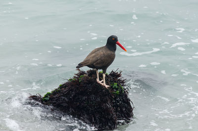 High angle view of bird perching on a lake