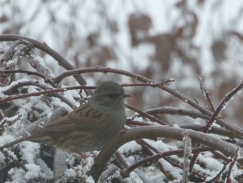 Close-up of bird perching on branch during winter