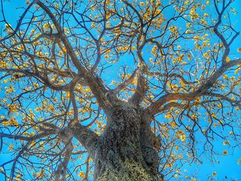 Low angle view of tree against blue sky