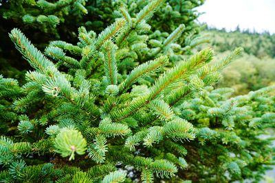 Close-up of green leaves on tree