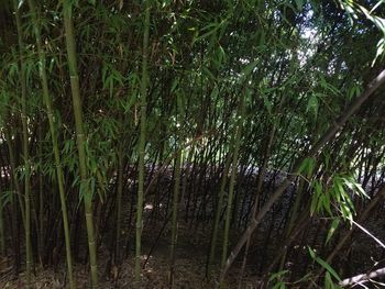 View of bamboo trees in forest