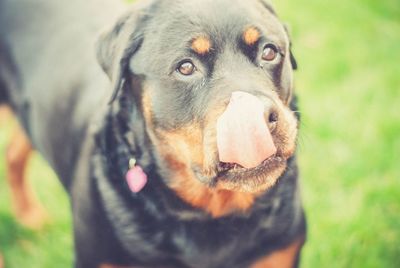 Close-up of rottweiler standing on field