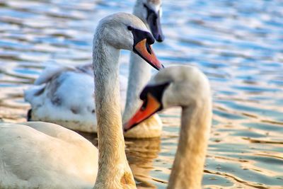 Close-up of swan swimming on lake