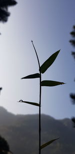 Low angle view of plant against clear sky