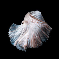 Close-up of jellyfish against black background