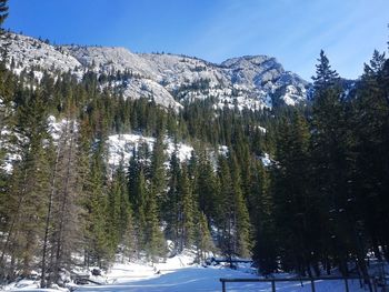 Pine trees on snowcapped mountains against sky