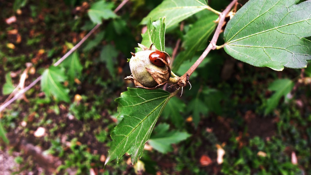 CLOSE-UP OF GRASSHOPPER ON PLANT