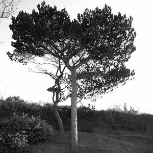 Trees on field