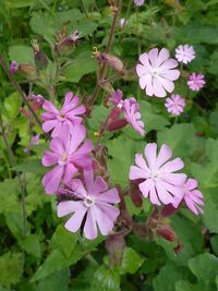 Close-up of pink flowers