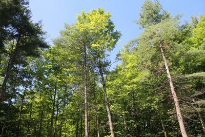 Low angle view of trees