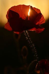 Close up of plant against blurred background