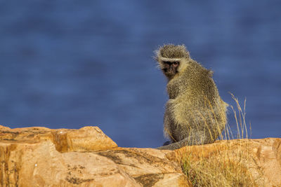 Monkey sitting on rock