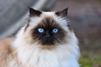 Close-up portrait of a cat