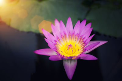 Close-up of lotus water lily in pond