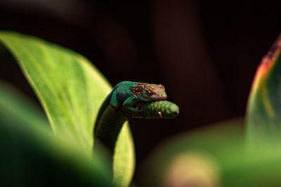 Small lizard holding on to plant