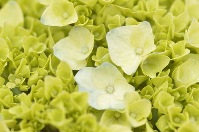 Full frame shot of flowering plant