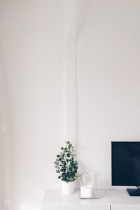 Close-up of potted plant on table at home