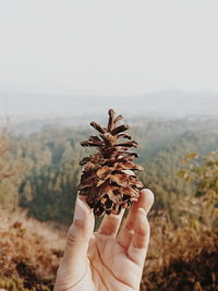 Cropped hand holding pine cone against forest during foggy weather