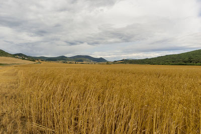 Scenic view of agricultural field against sky