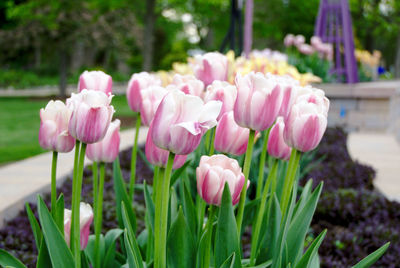 Close-up of pink tulip flowers in park