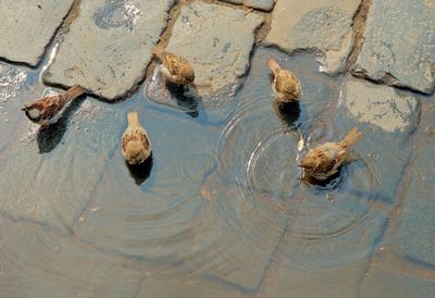 High angle view of turtle swimming in water