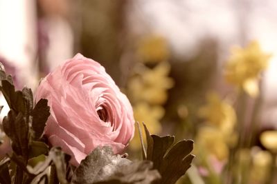 Close-up of pink rose