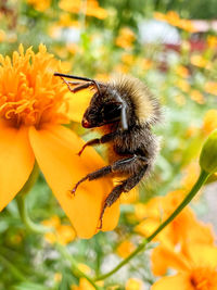 Close-up of bee on yellow flower