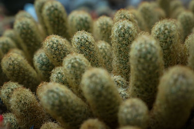 Full frame shot of succulent plants