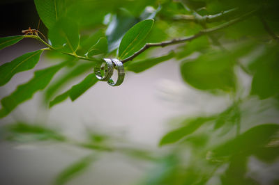 Close up of leaves