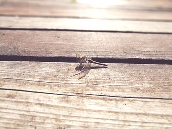 Close-up of insect on wood