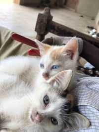 Cute kitties 