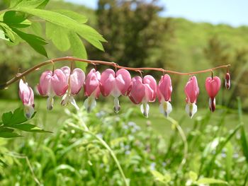 Close-up of pink flowering plants on field