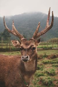 Portrait of giraffe standing on field