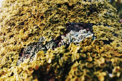 Full frame shot of lichen