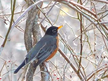 Bird perching on branch