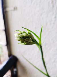 Close-up of green plant on white wall