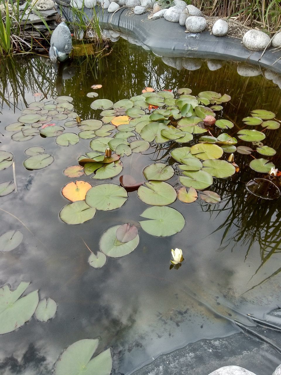 VIEW OF LILY FLOATING ON WATER