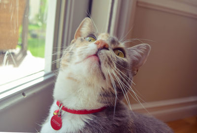 Close-up portrait of cat