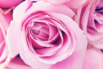 Close-up of pink rose