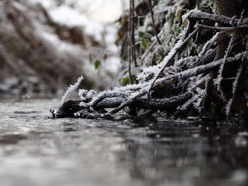 Close-up of turtle in water