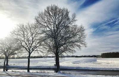 Tree by sea against sky