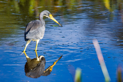 Birds in lake