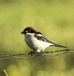 Close-up of sparrow perching on barbed wire fence