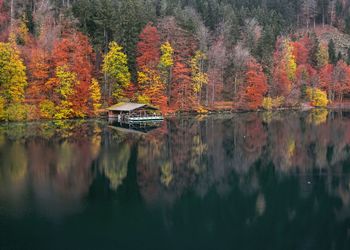 Reflection of trees in water