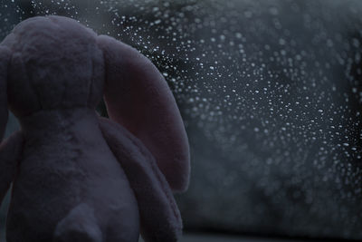 Close up of stuffed toy by window