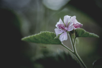 Close-up of white flowers