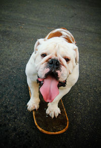 High angle portrait of dog