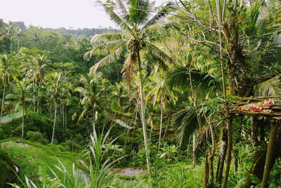 Palm trees in forest