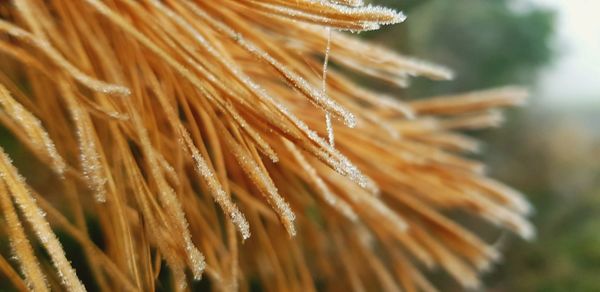 Close-up of dry leaf on field
