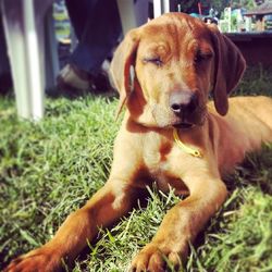 Dog on grassy field